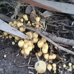 Coprinellus disseminatus at Weetangera, ACT - 10 Jan 2016 04:54 PM