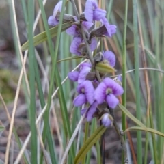 Hovea heterophylla (Common Hovea) at Giralang, ACT - 20 Jul 2016 by snapperoonie