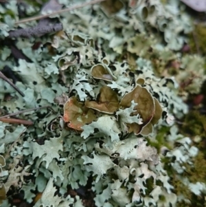 Parmeliaceae (family) at Kaleen, ACT - 20 Jul 2016 01:31 PM