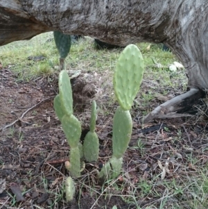 Opuntia stricta at Mitchell, ACT - 20 Jul 2016 01:54 PM