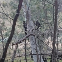 Zanda funerea at Franklin, ACT - 20 Jul 2016 01:57 PM