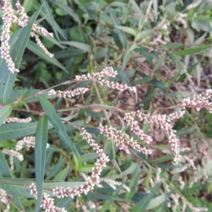 Persicaria decipiens at Gordon, ACT - 27 Mar 2016 06:54 PM