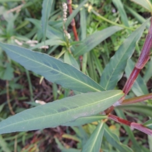 Persicaria decipiens at Gordon, ACT - 27 Mar 2016 06:54 PM