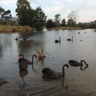 Cygnus atratus (Black Swan) at Gordon, ACT - 27 Mar 2016 by michaelb