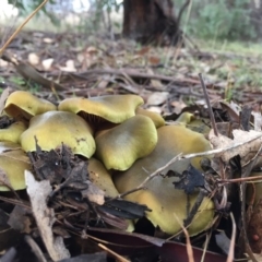 Cortinarius austrovenetus (Green Skinhead) at Wandiyali-Environa Conservation Area - 20 Jul 2016 by Wandiyali