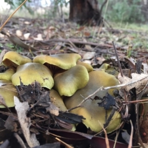 Cortinarius austrovenetus at Googong, NSW - 21 Jul 2016