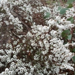 Leucopogon attenuatus (Small-leaved Beard Heath) at Isaacs, ACT - 19 Jul 2016 by Mike