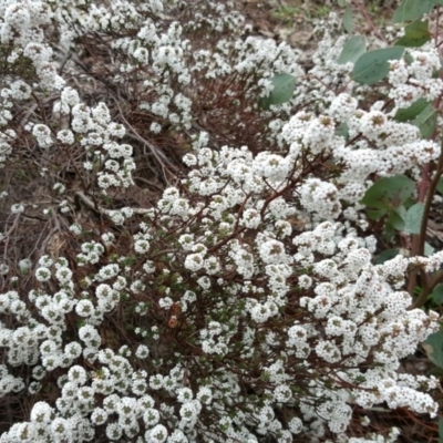 Leucopogon attenuatus (Small-leaved Beard Heath) at Isaacs, ACT - 19 Jul 2016 by Mike