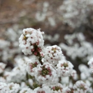 Leucopogon attenuatus at Isaacs, ACT - 20 Jul 2016