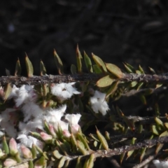 Leucopogon attenuatus at Isaacs, ACT - 20 Jul 2016