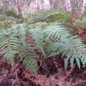 Pteridium esculentum at Acton, ACT - 20 Jun 2016 04:12 PM