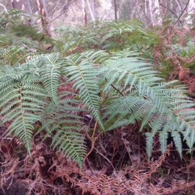 Pteridium esculentum (Bracken) at Acton, ACT - 20 Jun 2016 by JoshMulvaney