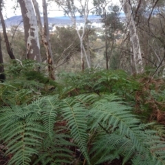 Pteridium esculentum at Acton, ACT - 20 Jun 2016