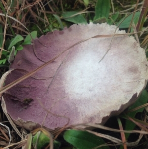 Calvatia cyathiformis at Dunlop, ACT - 21 Jul 2016