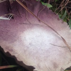 Calvatia cyathiformis at Dunlop, ACT - 21 Jul 2016