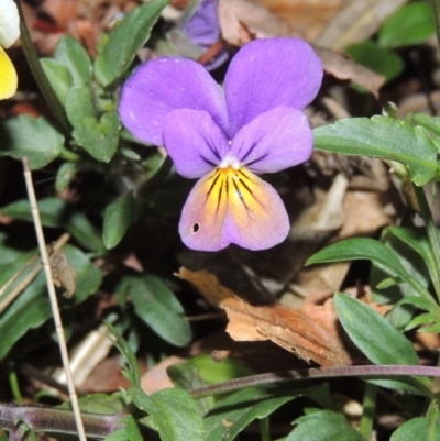 Viola arvensis (Heartsease, Field Pansy) at Gordon, ACT - 24 May 2016 by michaelb