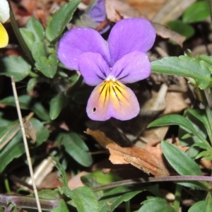 Viola arvensis at Gordon, ACT - 24 May 2016