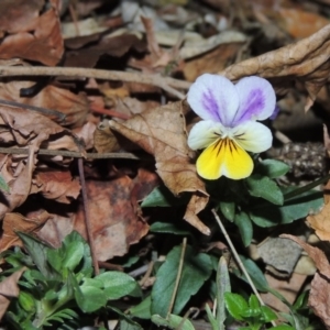 Viola arvensis at Gordon, ACT - 24 May 2016