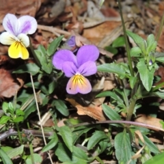 Viola arvensis at Gordon, ACT - 24 May 2016