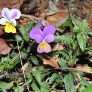 Viola arvensis at Gordon, ACT - 24 May 2016 08:11 PM