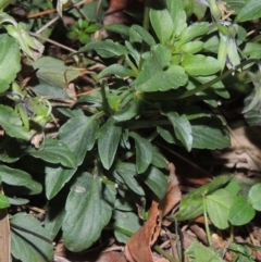 Viola arvensis at Gordon, ACT - 24 May 2016