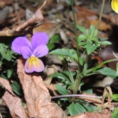 Viola arvensis at Gordon, ACT - 24 May 2016