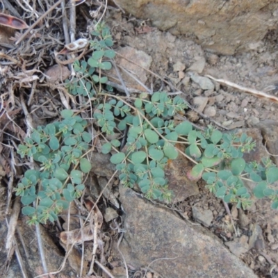 Euphorbia dallachyana (Mat Spurge, Caustic Weed) at Gigerline Nature Reserve - 3 May 2016 by michaelb