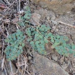 Euphorbia dallachyana (Mat Spurge, Caustic Weed) at Tennent, ACT - 3 May 2016 by michaelb