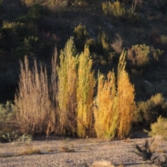 Populus nigra (Lombardy Poplar) at Tennent, ACT - 3 May 2016 by michaelb