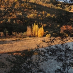 Populus nigra at Tennent, ACT - 3 May 2016