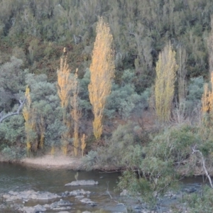 Populus nigra at Tennent, ACT - 3 May 2016