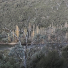 Populus nigra at Tennent, ACT - 3 May 2016