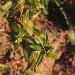 Persicaria prostrata (Creeping Knotweed) at Tennent, ACT - 3 May 2016 by michaelb