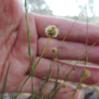 Calotis lappulacea (Yellow Burr Daisy) at Tennent, ACT - 3 May 2016 by MichaelBedingfield