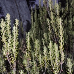 Bertya rosmarinifolia (Rosemary Bertya) at Gigerline Nature Reserve - 3 May 2016 by michaelb