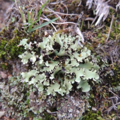 Heterodea sp. (A lichen) at Barneys Hill/Mt Stranger - 10 Jul 2016 by michaelb