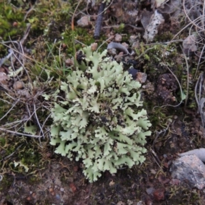 Heterodea sp. at Gordon, ACT - 10 Jul 2016 05:55 PM