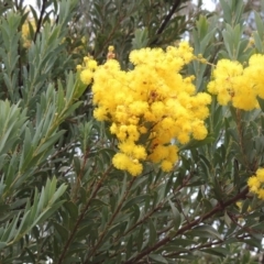 Acacia buxifolia subsp. buxifolia (Box-leaf Wattle) at Urambi Hills - 28 Aug 2014 by michaelb