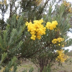 Acacia buxifolia subsp. buxifolia at Kambah, ACT - 28 Aug 2014