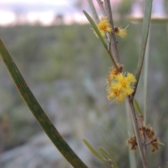 Acacia dawsonii (Dawson's Wattle) at Paddys River, ACT - 8 Oct 2014 by MichaelBedingfield