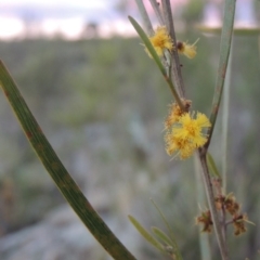 Acacia dawsonii (Dawson's Wattle) at Point Hut to Tharwa - 8 Oct 2014 by michaelb