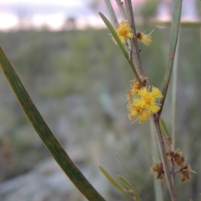 Acacia dawsonii (Dawson's Wattle) at Paddys River, ACT - 8 Oct 2014 by MichaelBedingfield