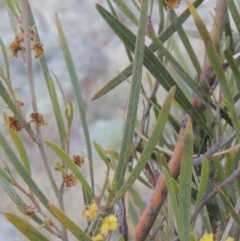 Acacia dawsonii at Paddys River, ACT - 8 Oct 2014 07:32 PM