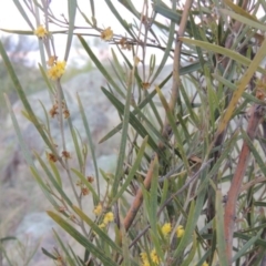 Acacia dawsonii at Paddys River, ACT - 8 Oct 2014 07:32 PM