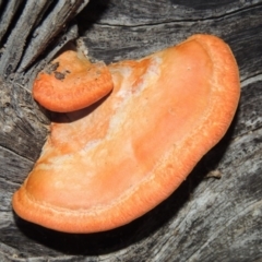 Trametes coccinea (Scarlet Bracket) at Gordon, ACT - 10 Jul 2016 by michaelb