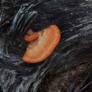 Trametes coccinea at Gordon, ACT - 10 Jul 2016