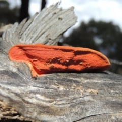 Trametes coccinea at Gordon, ACT - 10 Jul 2016 06:08 PM