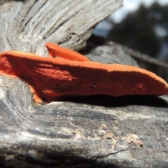 Trametes coccinea at Gordon, ACT - 10 Jul 2016 06:08 PM