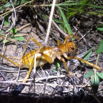 Cooraboorama canberrae (Canberra Raspy Cricket) at Dunlop Grasslands - 10 Feb 2015 by RobSpeirs