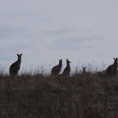 Macropus giganteus (Eastern Grey Kangaroo) at Pine Island to Point Hut - 10 Jul 2016 by michaelb